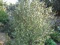Oliver Twist Kohuhu Pittosporum / Pittosporum tenuifolium 